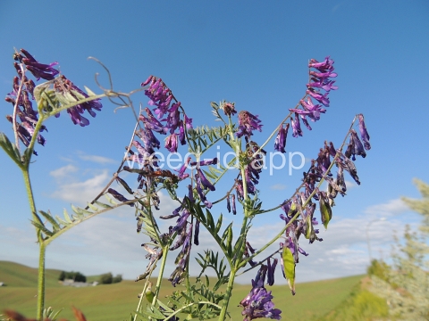 vetch, hairy